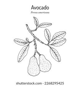 Avocado or alligator pear (Persea americana), edible and medicinal plant. Hand drawn botanical vector illustration