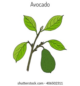  Avocado or alligator pear (Persea americana). Hand drawn botanical vector illustration