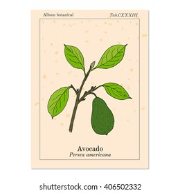  Avocado or alligator pear (Persea americana). Hand drawn botanical vector illustration