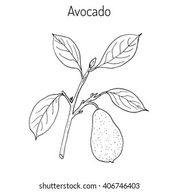  Avocado or alligator pear (Persea americana). Hand drawn botanical vector illustration