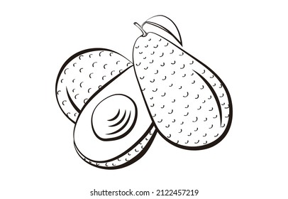 avocado black simple line illustration