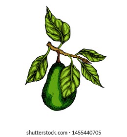 Avocado botanical hand drawn Isolated vector illustration. Organic vegetarian product. Avocado symbol applicable for restaurant menu or packaging, label, poster, print. Engraving style