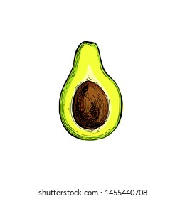 Avocado botanical hand drawn Isolated vector illustration. Organic vegetarian product. Avocado symbol applicable for restaurant menu or packaging, label, poster, print. Engraving style