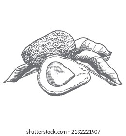 Avocado botanical hand-drawn isolated vector illustration.