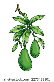 Avocado Zweig botanische Illustration, Vektorelement einzeln auf weißem Hintergrund. Vintage-Stil.