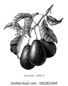 Avocado Zweig botanische Illustration Vintage Gravage Stilschwarz-weißer Clip Kunst einzeln auf weißem Hintergrund