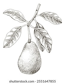 Avocado branch hand drawn vector illustration