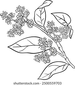 Avocado Branch Isolated Outline Illustration.