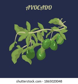 Avocado branch with leaves. Isolated element on a blue background with the inscription "Avocado". Fresh fruit. For website design, prints, stickers or teaching materials. Flat style.Vector.

