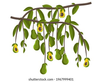 Avocado branch vector illustration. Evergreen, exotic, tropical fruit. Fresh, healthy, dietary, vegan food. A healthy, organic plant. Shrub isolated. Half and whole for breakfast. Peel, pulp and bone.