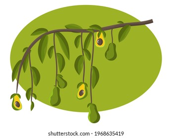 Avocado branch vector illustration. Evergreen, exotic, tropical fruit. Fresh, healthy, dietary, vegan food. A healthy, organic plant. Shrub isolated. Half and whole for breakfast. Peel, pulp and bone.