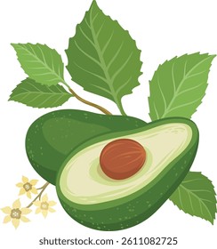 avocado brunch and flowers fruit, whole and split avocados