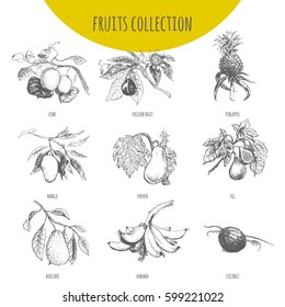 Avocado brunch vector hand drawing botanical illustration. Exotic tropical fruit pencil sketch