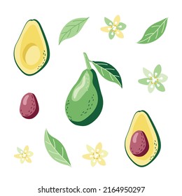 Avocado clipart set with leaves and flowers in a hand drawn style. Vector illustration isolated on a white background for print and postcard