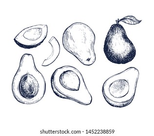 Avocado collection botanical hand drawn Isolated vector illustration. Organic vegetarian product. Avocado symbols set applicable for restaurant menu or packaging, label, poster, print. Engraving style