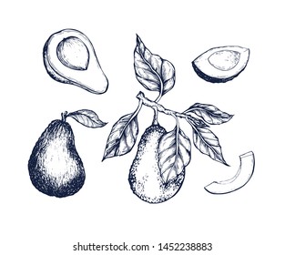 Avocado collection botanical hand drawn Isolated vector illustration. Organic vegetarian product. Avocado symbols set applicable for restaurant menu or packaging, label, poster, print. Engraving style