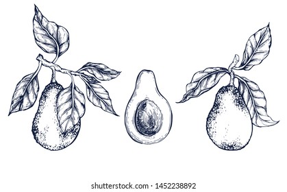 Avocado collection botanical hand drawn Isolated vector illustration. Organic vegetarian product. Avocado symbols set applicable for restaurant menu or packaging, label, poster, print. Engraving style