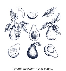 Avocado collection botanical hand drawn Isolated vector illustration. Organic vegetarian product. Avocado symbols set applicable for restaurant menu or packaging, label, poster, print. Engraving style
