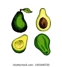 Avocado collection botanical hand drawn Isolated vector illustration. Organic vegetarian product. Avocado symbols set applicable for restaurant menu or packaging, label, poster, print. Engraving style