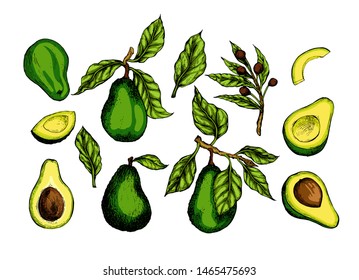 Avocado collection botanical hand drawn Isolated vector illustration. Organic vegetarian product. Avocado symbols set applicable for restaurant menu or packaging, label, poster, print. Engraving style