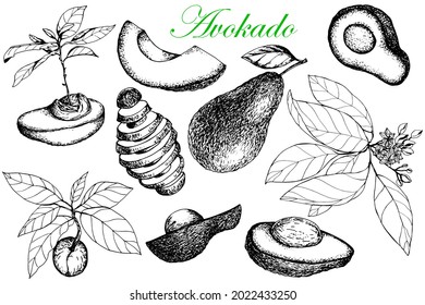 Avocado. Collection. Leaves and flowers. Branch from a tree. Whole and sliced fruit. Stock vector illustration. Sketch. Hand drawing. Isolated on a white background. For packaging and labeling 