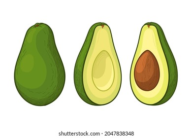 Aguacate, una colorida ilustración. Vocado entero, cortado en medio aguacate. Ilustración vectorial, aislada en un fondo blanco.