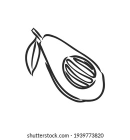 Avocado. Contour illustration. Exotic fruit in woodcut style. Isolated vector on white background.