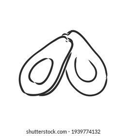 Avocado. Contour illustration. Exotic fruit in woodcut style. Isolated vector on white background.