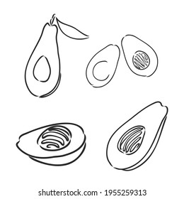 Avocado. Contour illustration. Exotic fruit in woodcut style. Isolated vector on white background.