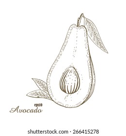 Avocado. Contour illustration. Exotic fruit in woodcut style. Isolated vector on white background.