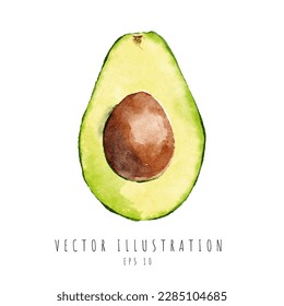 Avocado cross section watercolor painting isolated on white background. Vector illustration