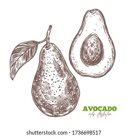 Avocado cut and half slice fruit isolated on whit. Vector sketch hand drawn illustration of vegetarian healthy food