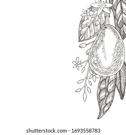 Avocado. Design template for postcards. Botanical illustrations in the engraving style.. Collection of hand-drawn flowers and plants. Tropical plant.