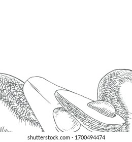 Avocado. Design template for postcards. Collection of hand-drawn flowers and plants. Tropical plant.