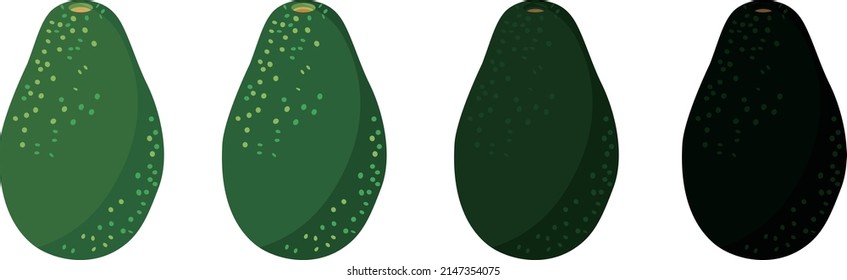 Aguacate con diferente madurez, ilustración vectorial, fondo blanco, contraste