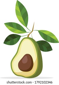 Avocado drawing. Whole avocado with leaf and half with seed isolated on white background. Vector illustration. Fruit icon isolated.