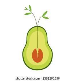 Avocado flat. Sprouting plant. Healthy food. Nature. Life in the plant. White background