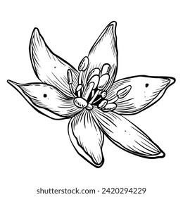 Ilustración vectorial de la flor de aguacate. Dibujo lineal a mano sobre fondo aislado. Encantamiento botánico de planta con pétalos blancos. Esbozo de frutas tropicales de engrase de época para la etiqueta.