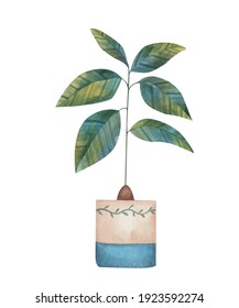 avocado in flowerpot watercolor illustration on white background