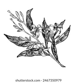 Flores de aguacate Ilustración vectorial gráfica, dibujo a mano de hojas y flores. Dibujo botánico de árbol tropical, planta. Grabado para diseño de envases de alimentos. 