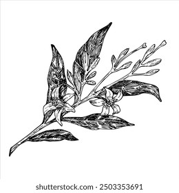 Avocado flowers graphic vector illustration, hand drawn sketch of leaves and flowers. Botanical drawing of tropical tree. Engraving for food packaging design. Plant sketch