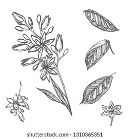 Avocado flowers. Vector hand drawn illustrations. Tropical plant engraved style illustration.