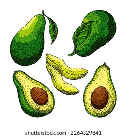 avocado food fresh set hand drawn vector. organic green, slice vegetable, exotic ripe, raw cut, core fruit, half plant, tropical healthy, single natural avocado food sketch. isolated color