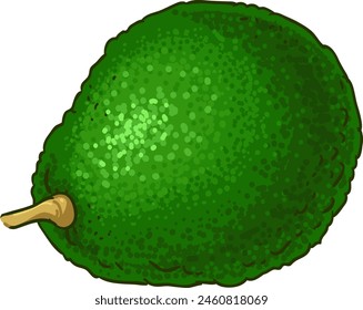 Avocado Fruit Colored Detailed Illustration