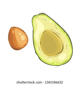 Avocado fruit cut in half, drawn by hand. Ripe avocado in a cut. Vector illustration.