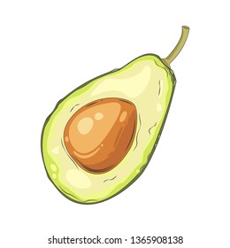 Avocado fruit cut in half, drawn by hand. Ripe avocado in a cut. Vector illustration.