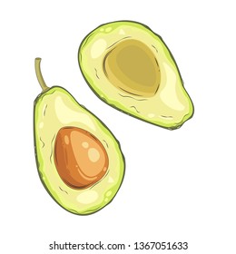 Avocado fruit cut in half, drawn by hand. Ripe avocado in a cut. Vector illustration.
