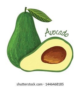 Avocado, fruit doodle drawings vector illustration