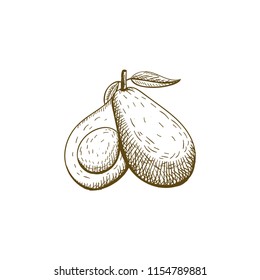 avocado fruit hand drawn illustration
