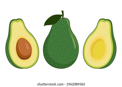 avocado fruit illustration isolated vector